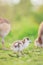 Baby Egyptian goose in the riverside, Spring, England