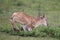 Baby Eland buck trying to stand up