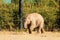 Baby elefant. Dublin zoo. Ireland.