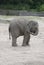 Baby elephant