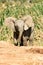 Baby elephant at Addo Elephant National Park