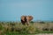 Baby elephant against a blue sky