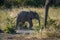 Baby elephant approaching its mother in bush