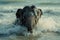 Baby elephant bathing in the river or ocean. Wildlife nature. Young elephant having fun in water