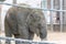 Baby elephant born in captivity