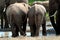 Baby elephant bottoms