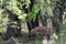 Baby elephant calf asleep in the ground while being female elephants are protecting her.  It is daylight and the elephants are