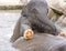 Baby elephant calf in water