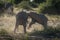 Baby elephant charges another in dust cloud