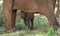 Baby elephant is close to his mother. Africa. Kenya. Tanzania. Serengeti. Maasai Mara.