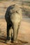 Baby elephant closeup during safari in the savanna