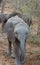 Baby elephant closeup during safari in the savanna