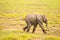 Baby elephant coming out of the marsh