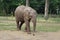 Baby elephant covered in mud going for a walk to find water
