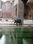 Baby elephant explores water