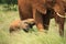 Baby elephant feeding