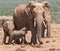 A baby elephant feeding in Addo Safari Park