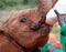 Baby elephant feeding from a bottle of milk