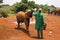 Baby elephant feeding from a bottle of milk