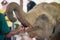 Baby elephant feeding milk from the bottle in Pinnawala Elephant Orphanage, Sri Lanka.