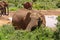 Baby elephant feeding on watering-place in savanna