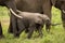 Baby elephant gets pushed along by mother