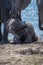 Baby elephant getting dust bath beside river