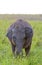 Baby elephant grazing in the grasslands of an Indian forest