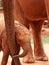Baby elephant holding onto mothers trunk