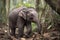 baby elephant, with its huge ears and wrinkly skin, exploring the jungle for the first time