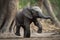 baby elephant, with its trunk in the air, taking its first steps