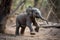 baby elephant, with its trunk in the air, taking its first steps