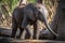 baby elephant, with its trunk and tusks in full view, exploring the world for the first time