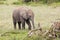 Baby Elephant, Kenya