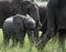 Baby Elephant, loxodonta africana , following mother elephant through green grass