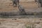 Baby elephant, Loxodonta Africana, struggles to climb out of waterhole, Kruger National Park, South Africa