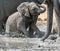 Baby Elephant Mudbath 8