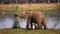 Baby Elephant near the Zambezi River. Zambia. Lower Zambezi National Park. Zambezi River.