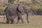 Baby elephant nursing milk from mother