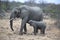 Baby elephant nursing milk from mother in Kruger National Park