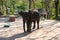 A baby elephant performs at a safari circus in Thailand