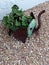 Baby Elephant Plant Container