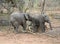 Baby elephant playing in a funny way in the Savanna