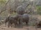 Baby elephant playing in a funny way in the Savanna