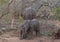 Baby elephant playing in a funny way in the Savanna