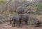 Baby elephant playing in a funny way in the Savanna