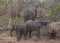 Baby elephant playing in a funny way in the Savanna