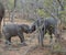 Baby elephant playing in a funny way in the Savanna