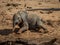 Baby elephant playing in the mud to keep cool in Kenya