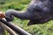 Baby elephant playing stick with trunk at Chitwan national Park Nepal